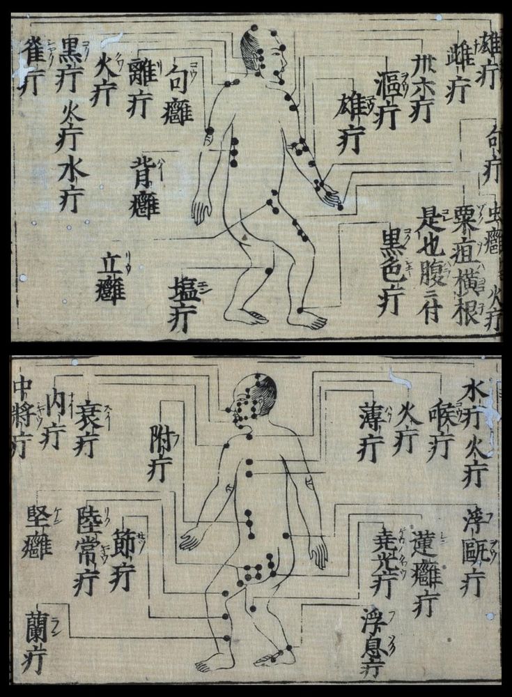 中药吴茱萸