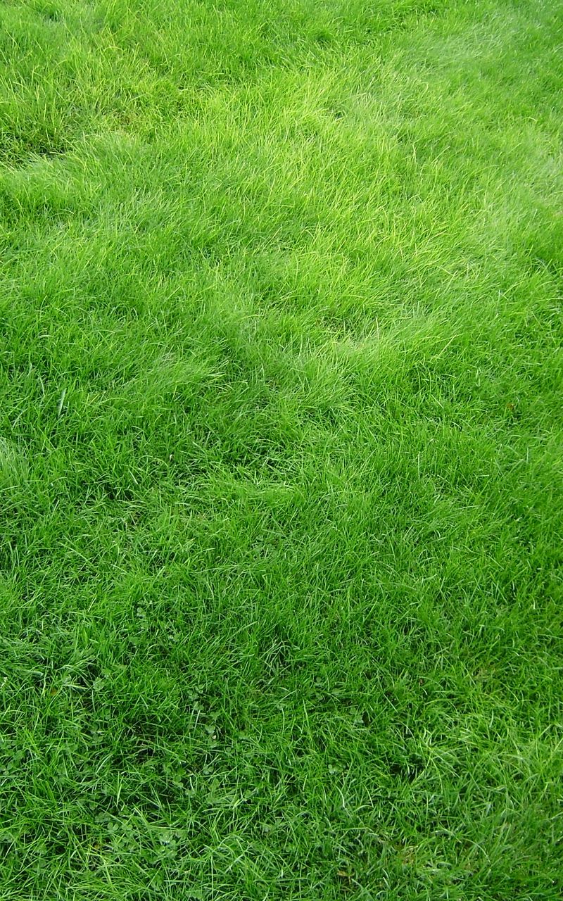 茯苓五皮散