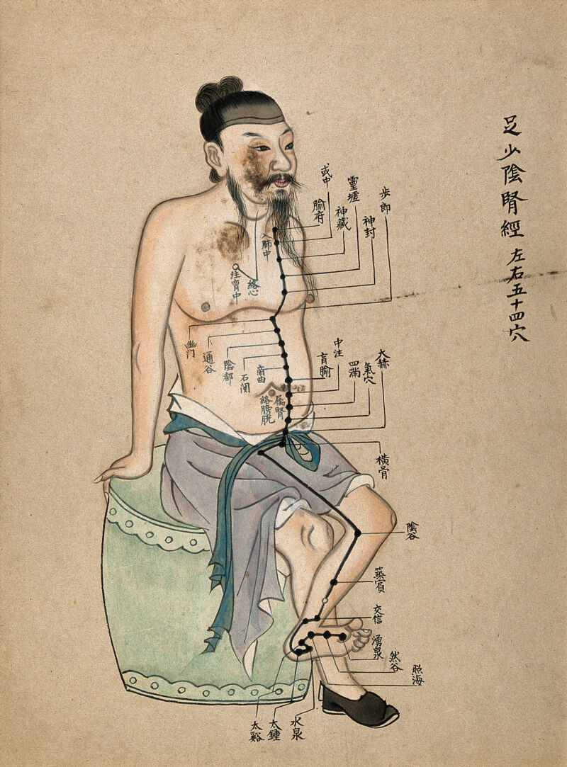 鹿衔草的功效与作用