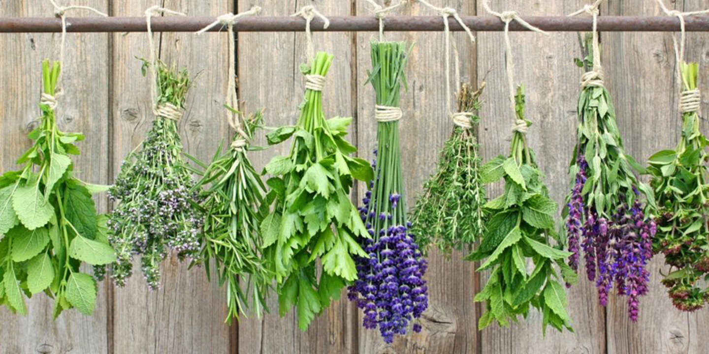 苍附五苓散