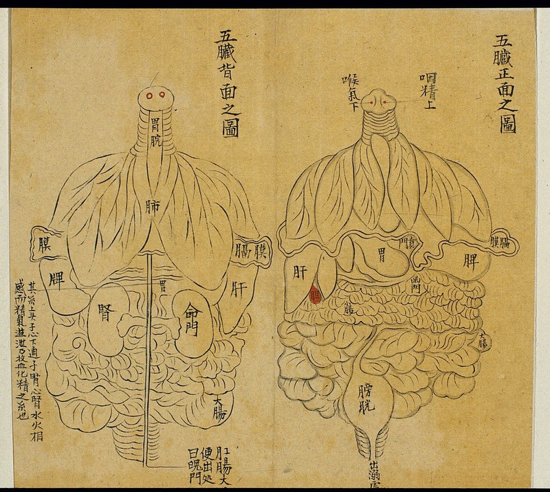 血虚食疗