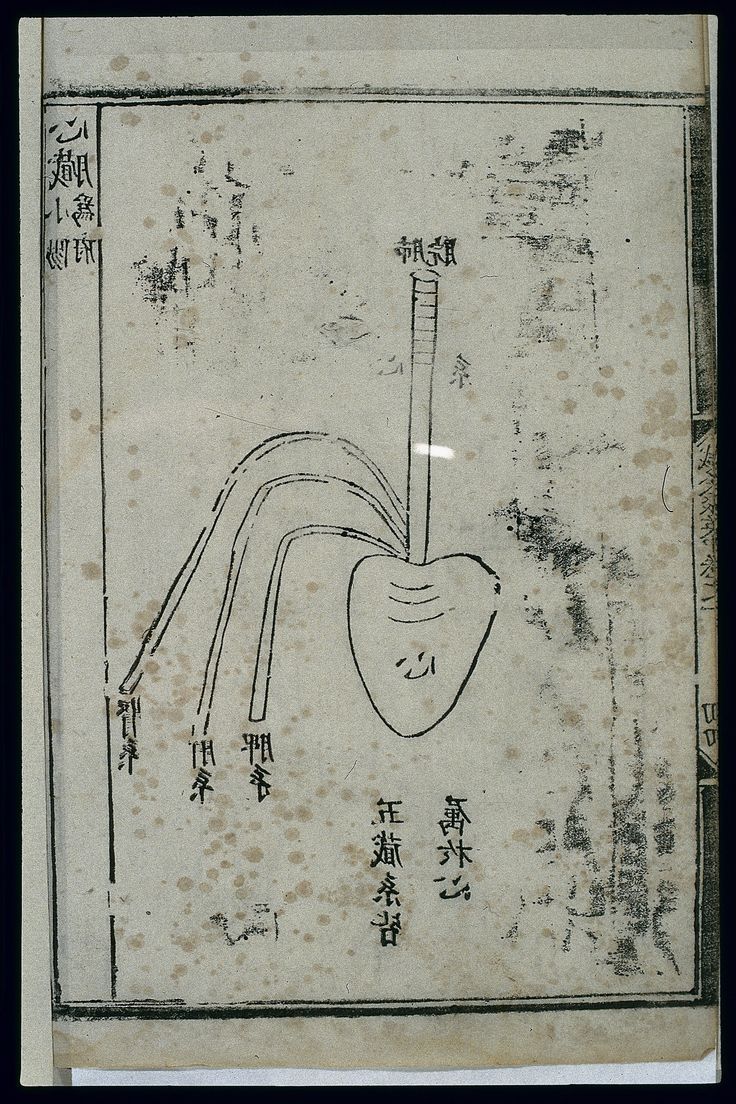 中药黄柏的功效