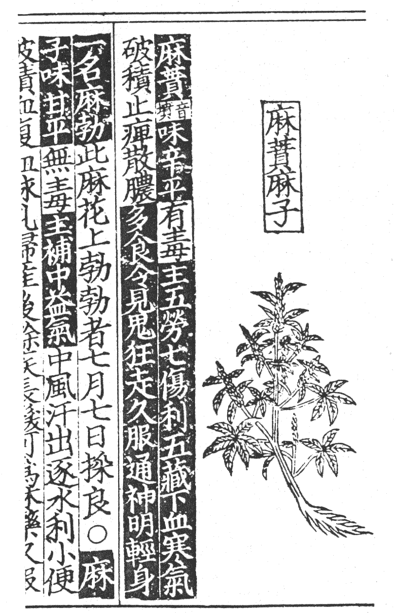胡麻仁的功效与作用