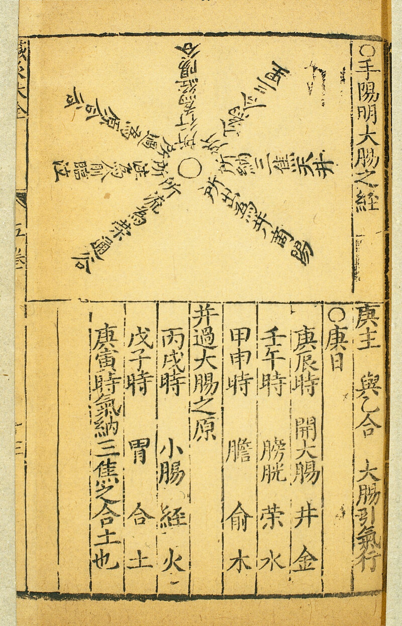 中药鱼腥草的功效与作用
