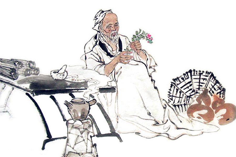 中药黄柏的功效与作用