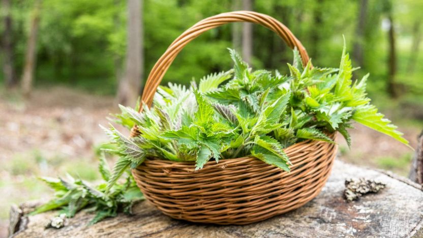 吃中药能喝茶吗