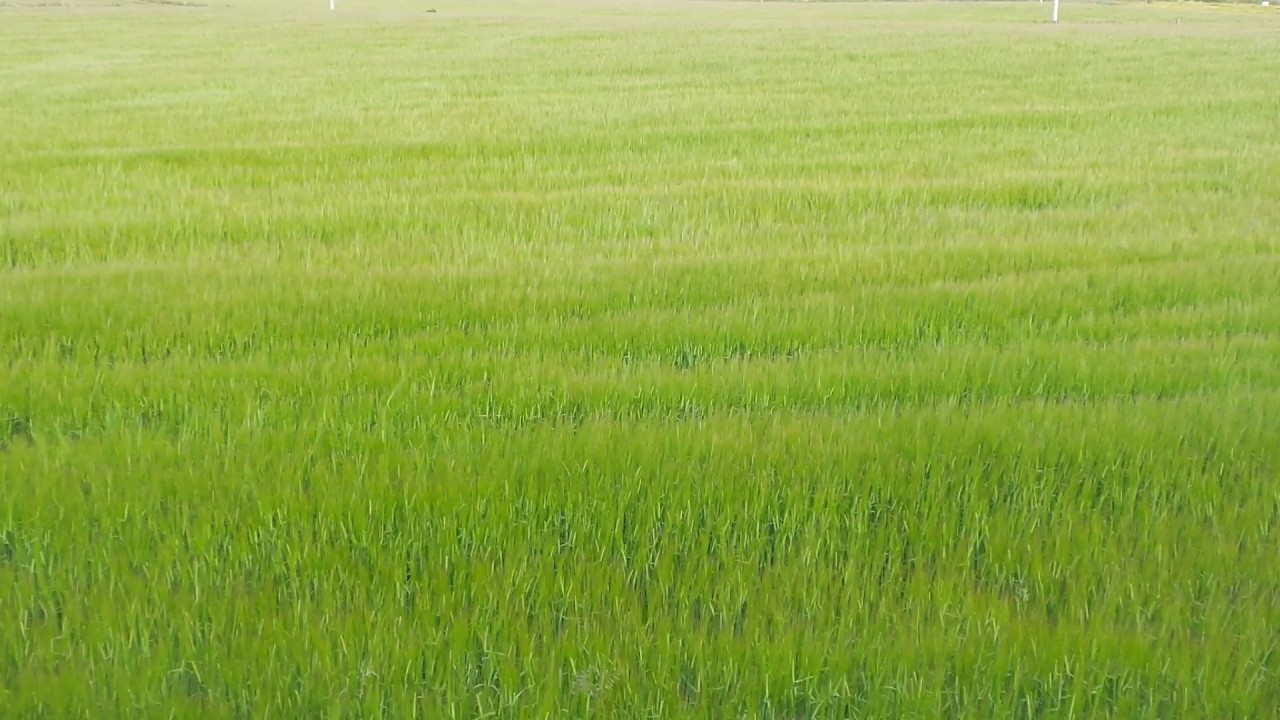 中药四妙丸