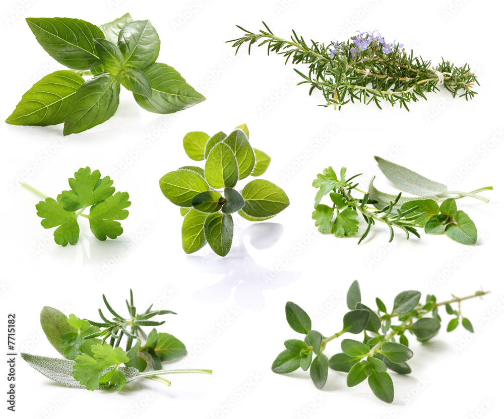 硬紫草的功效与作用