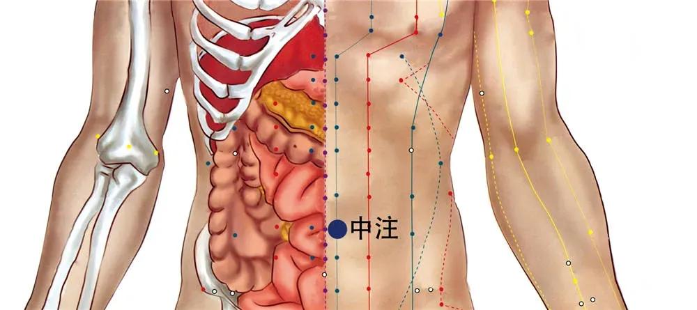中药海螵蛸的功效与作用