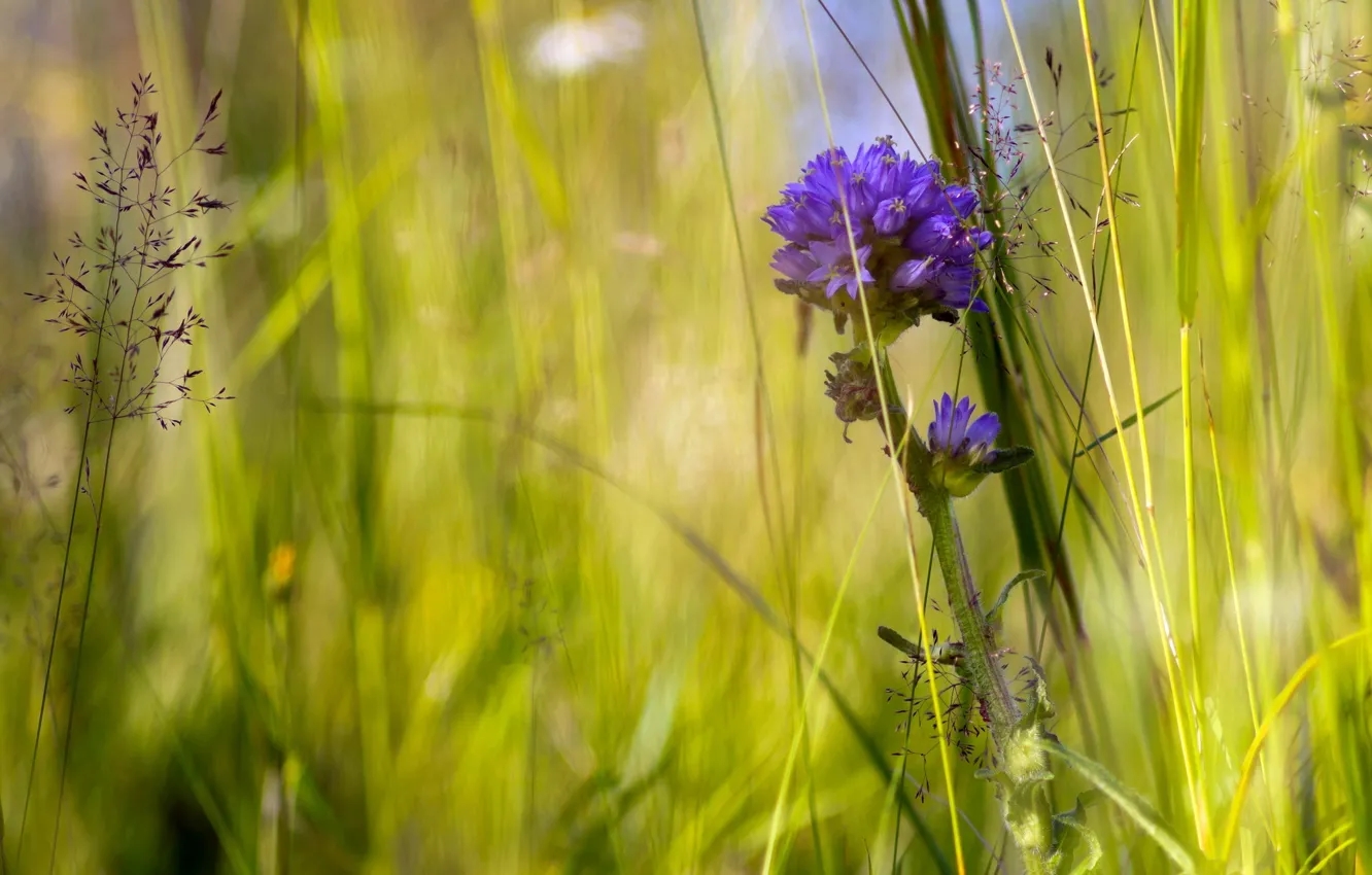 下奶的中药