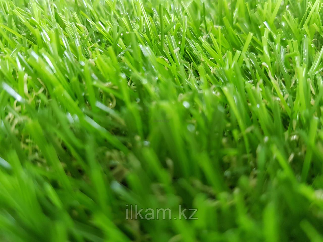 老阳子的功效与作用