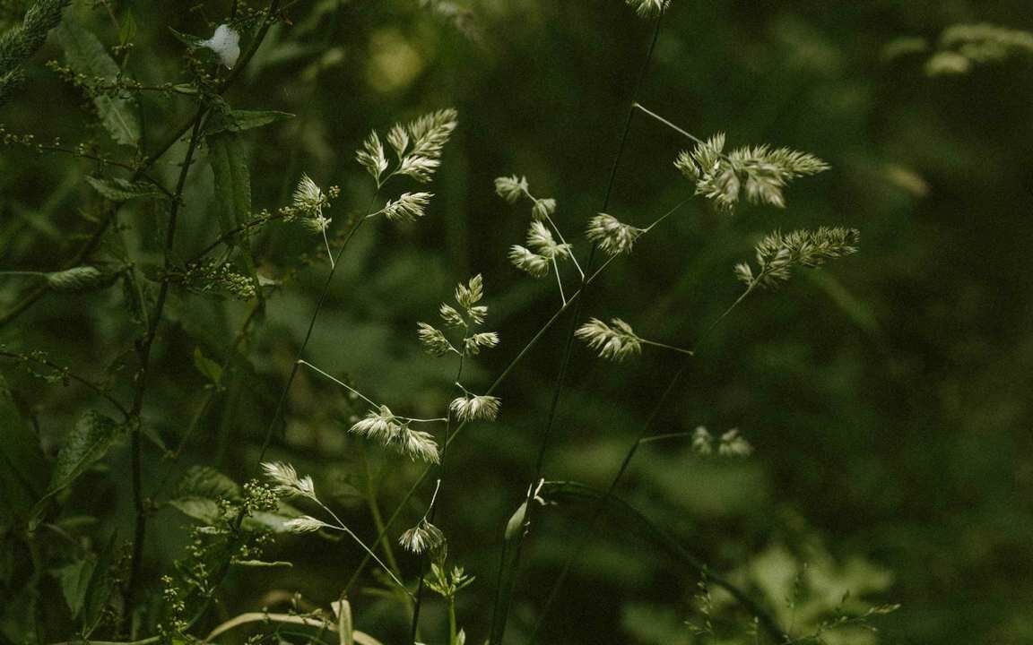 炒山药中药
