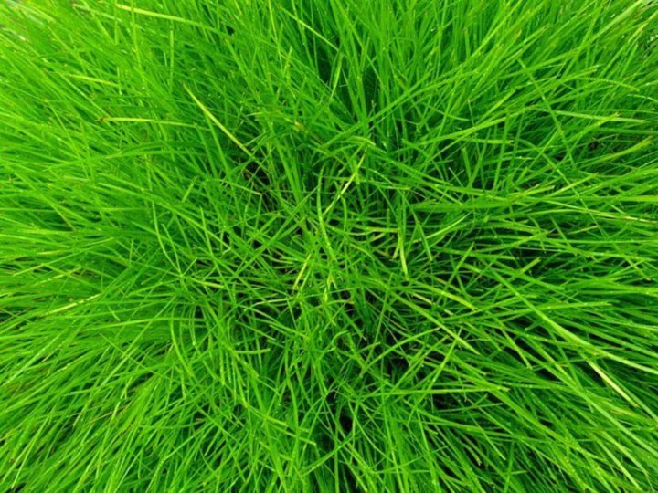 木香顺气丸
