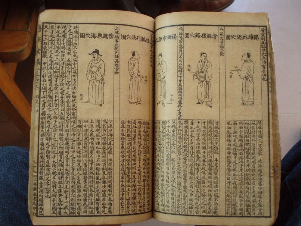 金丝蝴蝶的功效与作用
