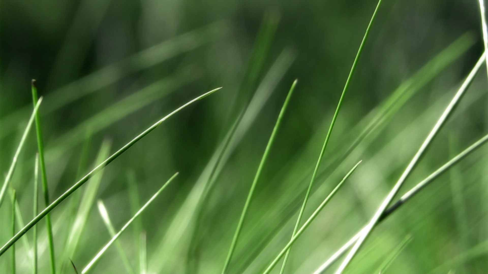 遍地黄的功效与作用