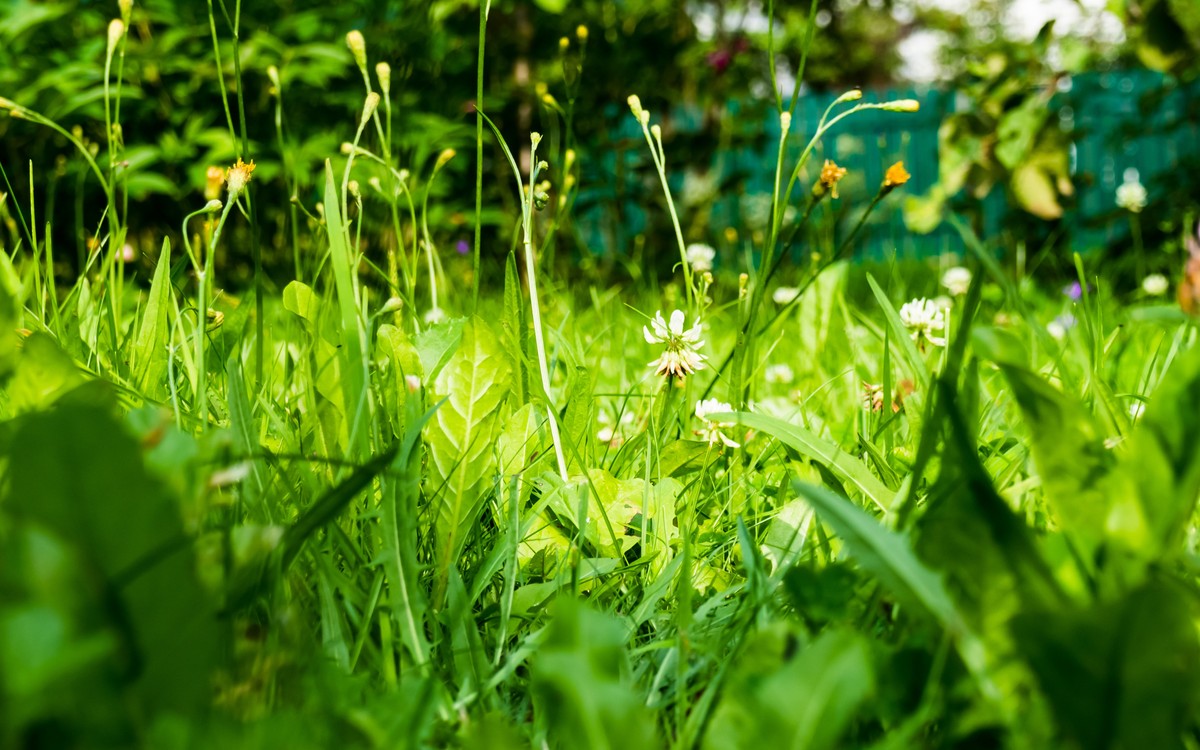 中药一枝黄花