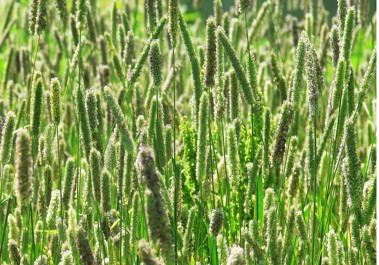 老中医药方治疗面瘫