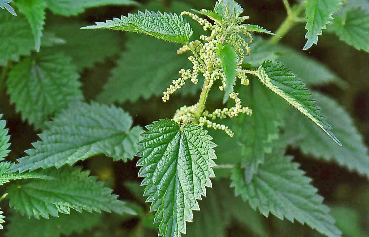 中医自学百日通在线阅读